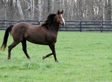 horse run in garden