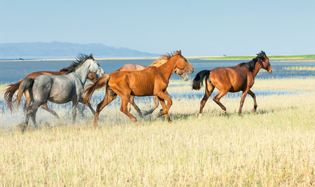 horse-run-in-grass