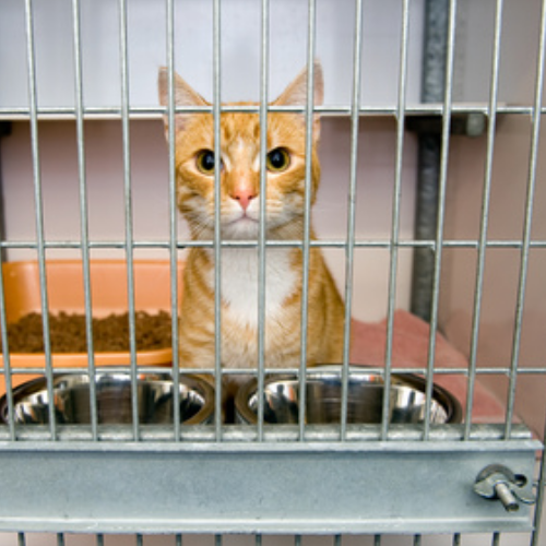 Kennel Cattery Magement Level 3 Diploma Animal Careers