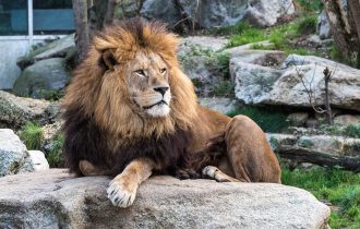 lion in stone