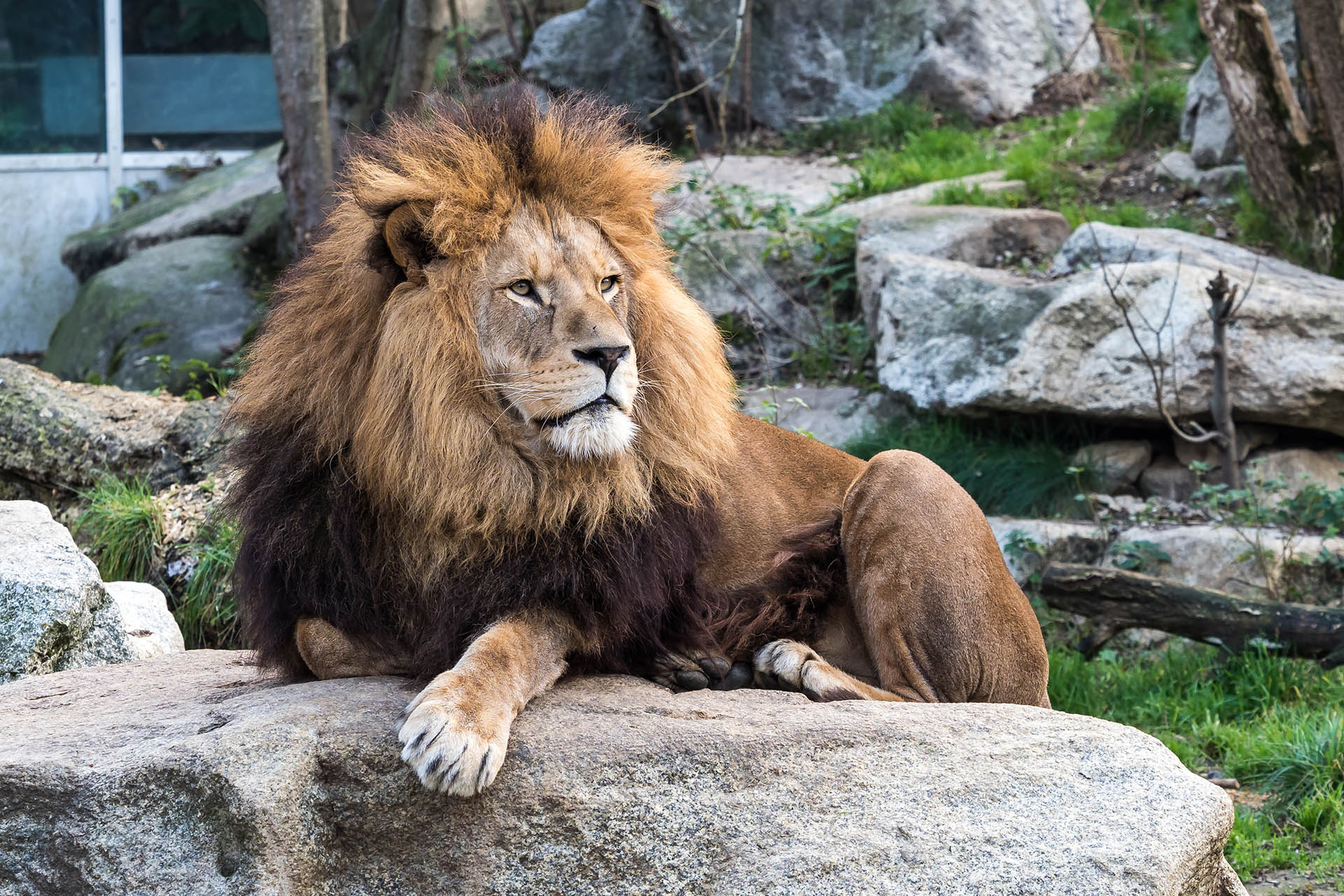 lion in stone