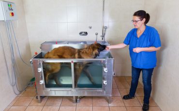nurse treat our dog in water