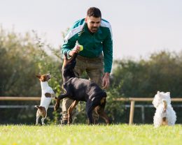 man play our dogs in garden