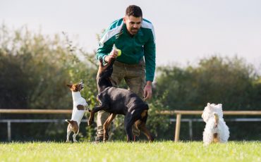 man play our dogs in garden