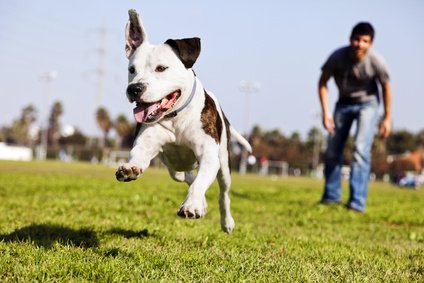 man-train-our-dog-in-garden