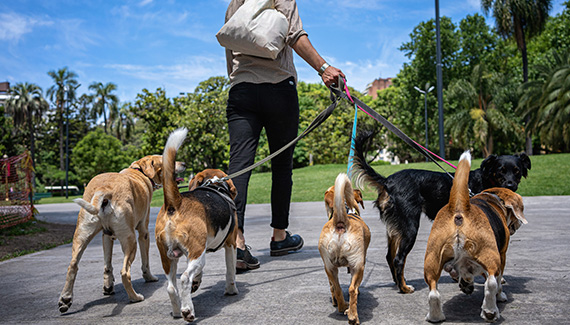 man-with-dogs