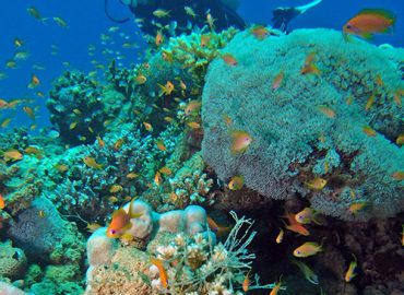 Marine Biology Diploma Level 3
