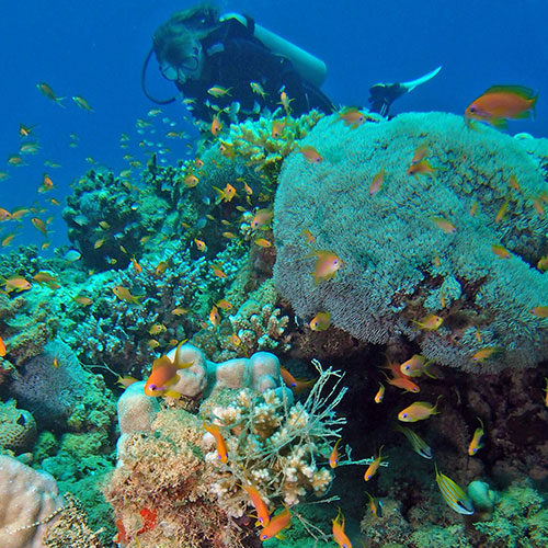 Marine Biology Diploma Course Marine Animal Careers