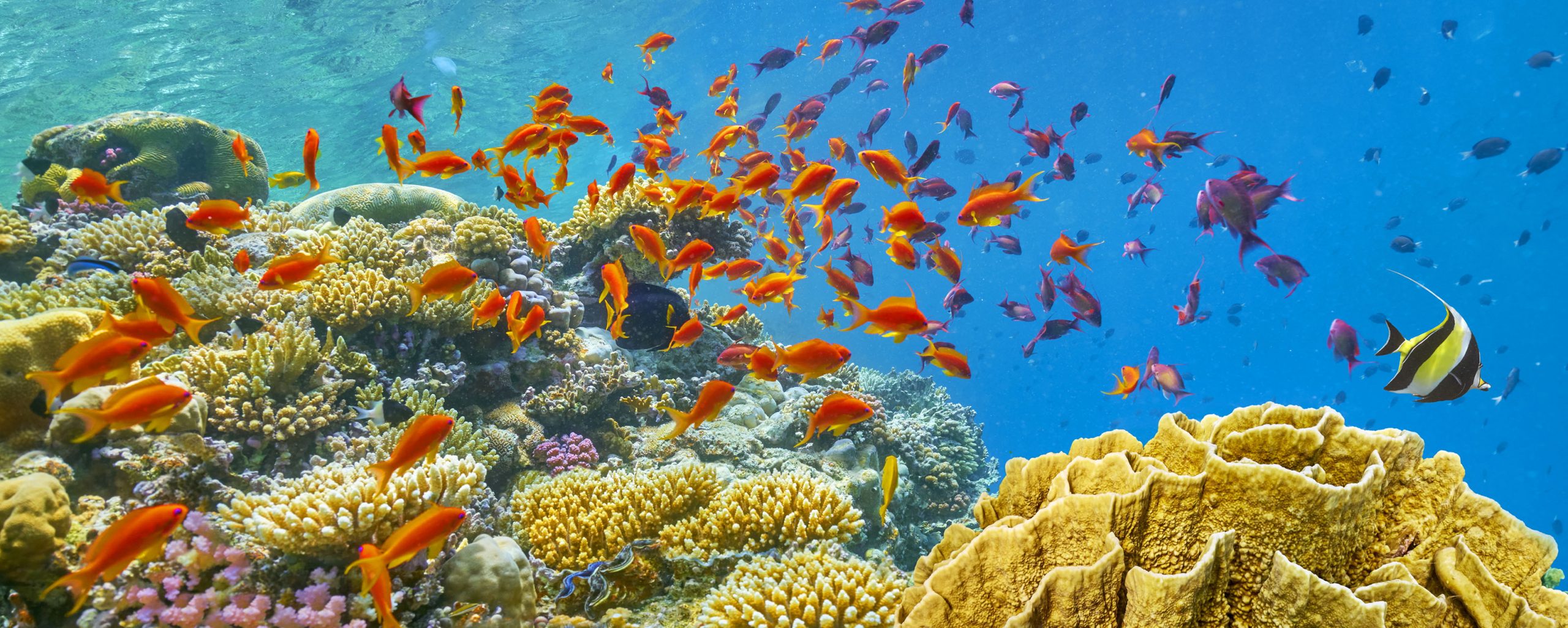 gold fish in water