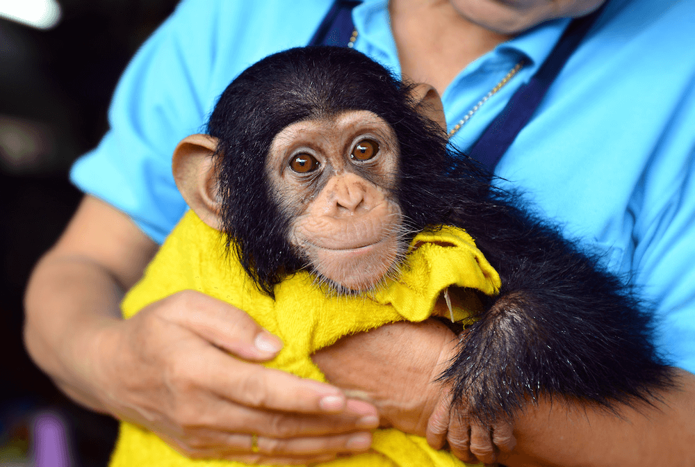 man clean a baby monkey
