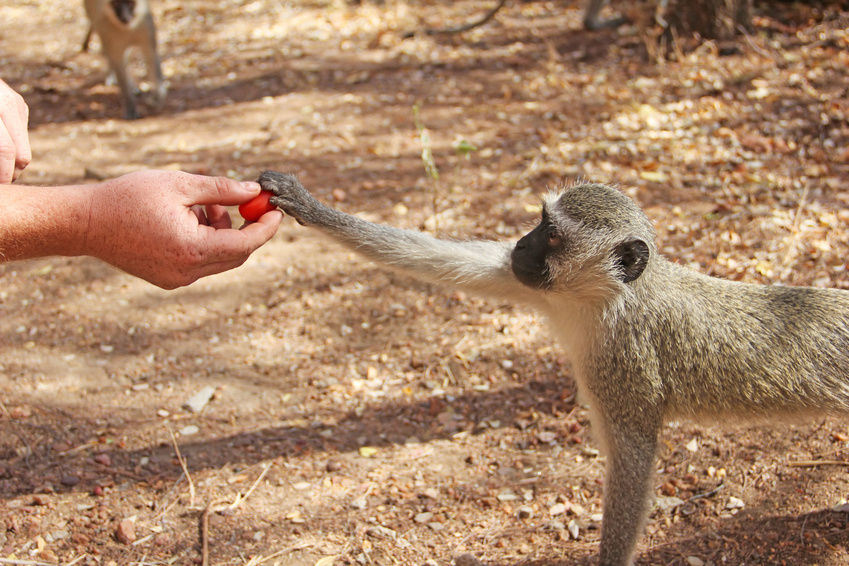 monkey-tak-apple