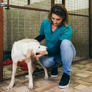 new_kennel_cattery_course