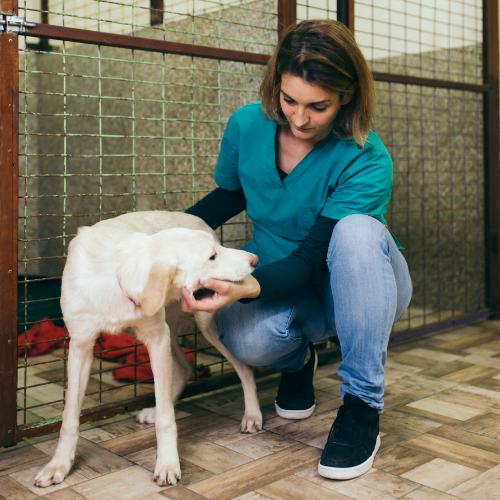 Kennel Cattery Magement Level 3 Diploma Animal Careers