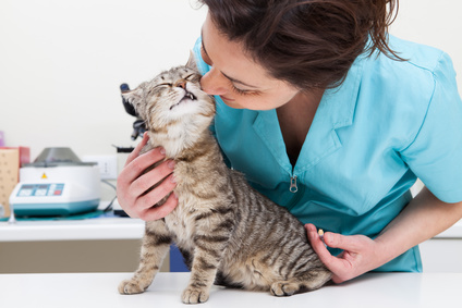 nurse-care-feline-course