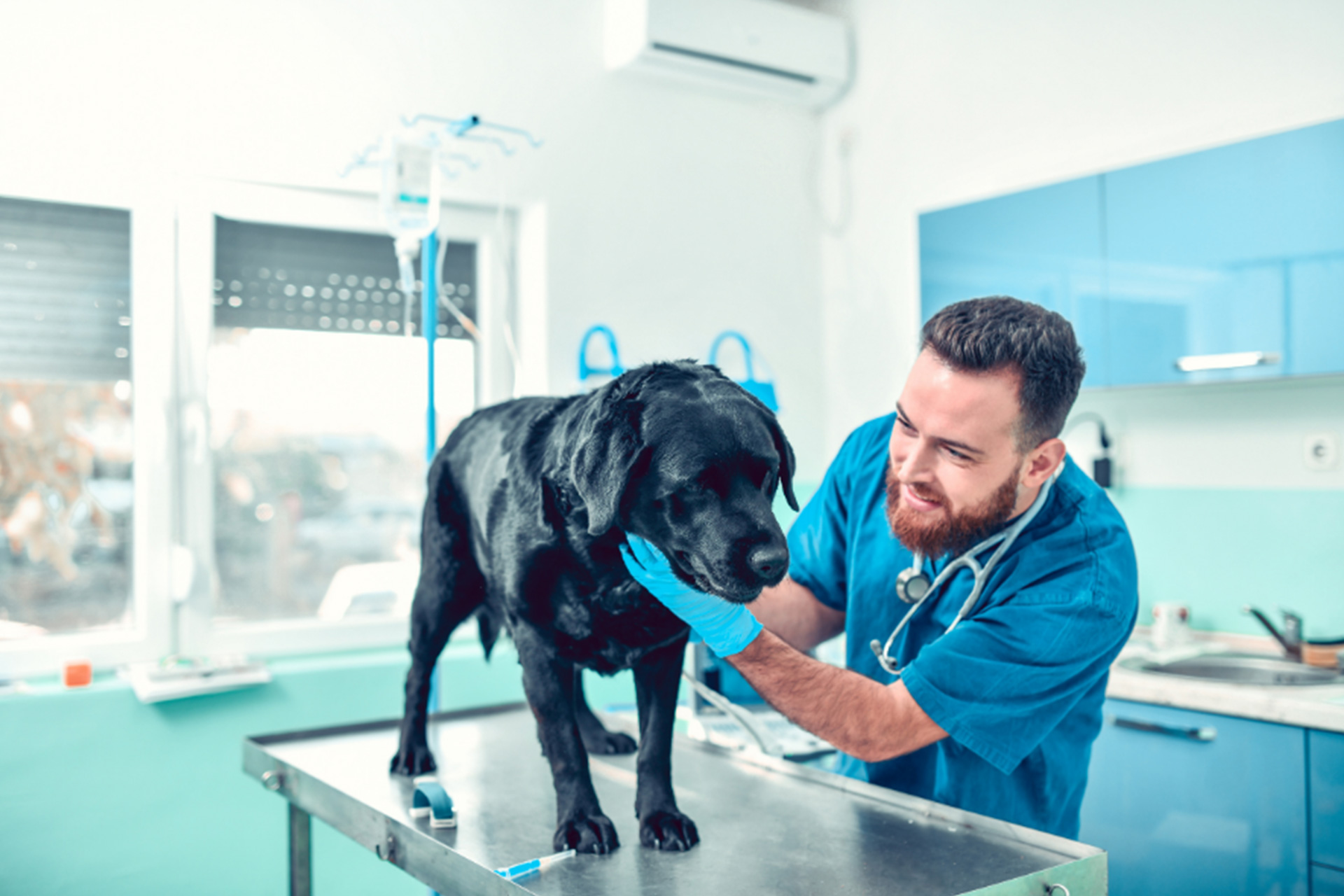 nurse man treat with dog