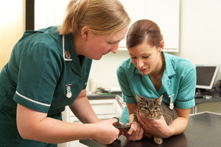 nurses treat a cat