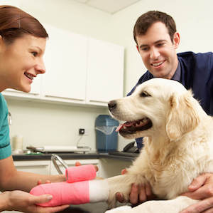 nurse-treat-injurd-dog