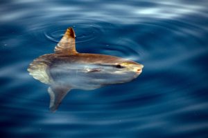 ocean-sunfish