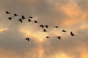 ornithology-diploma01