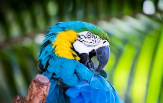 Macaws head shot