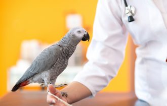 gray parrot in hand