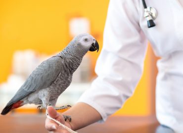 Principles of Animal Handling