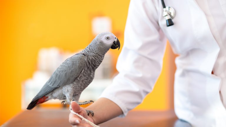 Principles of Animal Handling