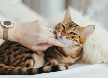 Level 3 Diploma in Feline Care, Behaviour and Welfare