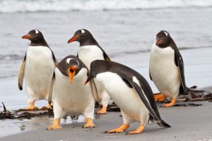 penguin-walking