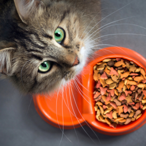 pet-food