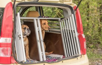 dog in car