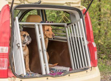 Principles of Animal Transportation Certificate
