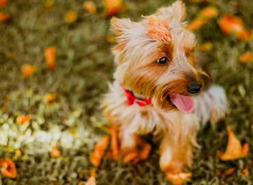 puppi dog in garden