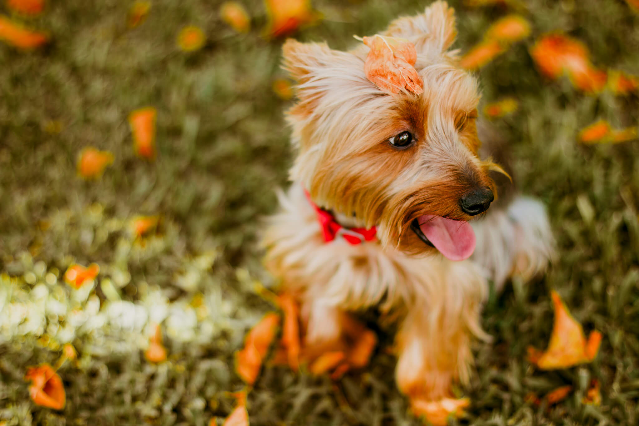 puppi dog in garden