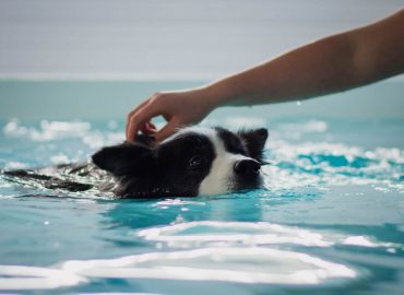 Level 3 Diploma in Small Animal Hydrotherapy (Top up for Veterinary Physiotherapists)