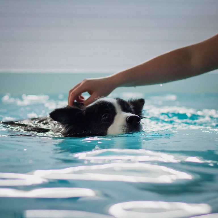 Level 3 Diploma in Small Animal Hydrotherapy (Top up for Veterinary Physiotherapists)