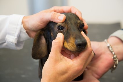 puppi-vet-care-course