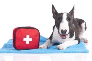 puppy-dog-first-aid-kit