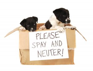 pups-in-box