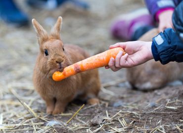 Rabbit Nutrition
