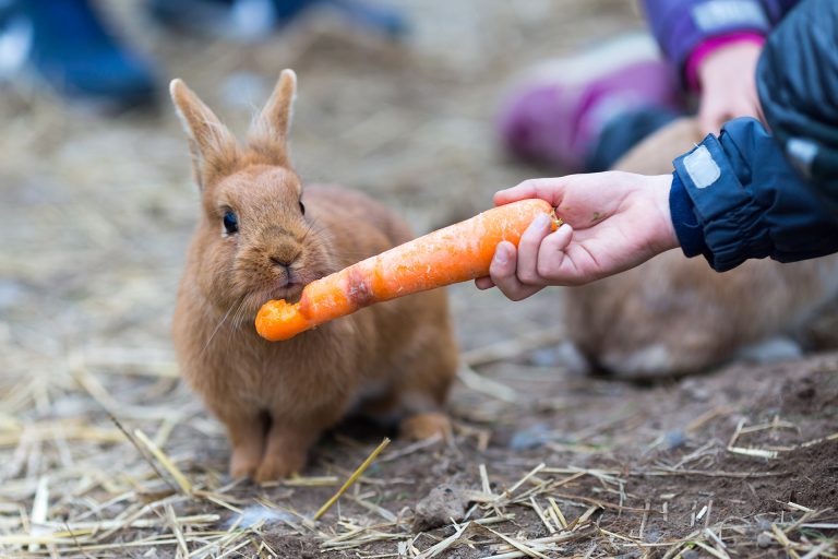Rabbit Nutrition