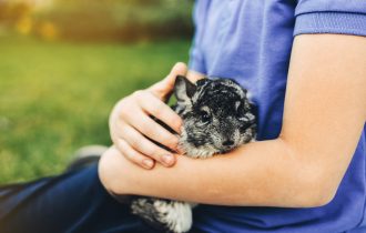 rabbit in girl hand