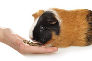 rabit-Pig-Course