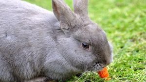 rabit-eat-karet
