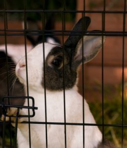 rabit-in-cage
