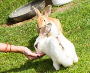 rabits-course