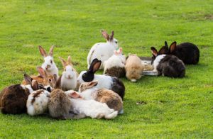 rabits-in-garden