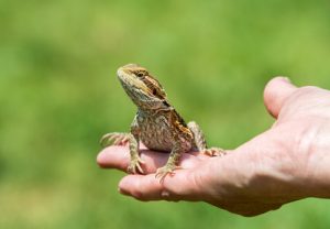 reptile-looking