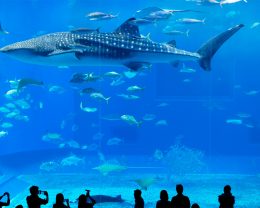 whale shark and fishes in aquarium