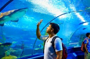 shark-tank-baltimore-aquarium